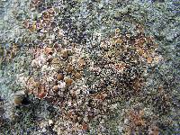 Lecanora muralis image