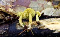 Tricholoma sulphureum image