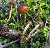 Psilocybe montana image