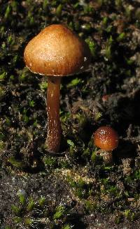 Psilocybe montana image