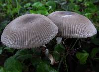 Amanita sect. Vaginatae image