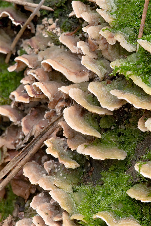 Steccherinum bourdotii image