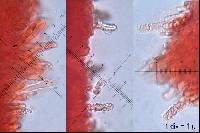 Steccherinum bourdotii image