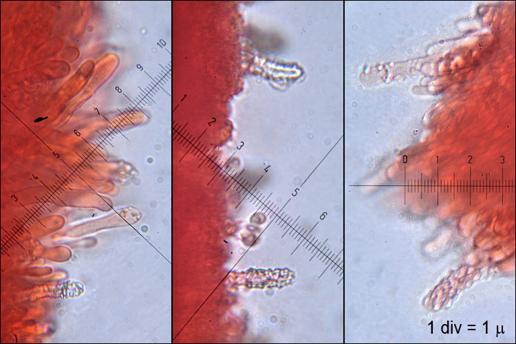 Steccherinum bourdotii image