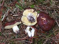 Suillus brevipes image