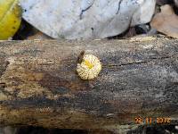 Pluteus chrysophlebius image