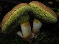 Boletus pallidus image