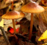 Mycena atkinsoniana image