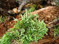 Cladonia squamosa image