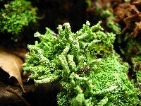 Cladonia squamosa image