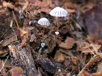 Coprinopsis ephemeroides image