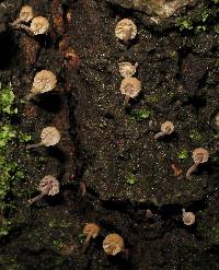 Mycena corticola image