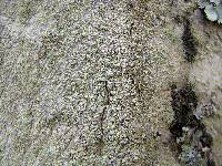 Lecanora thysanophora image