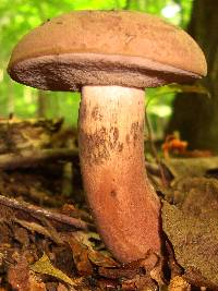 Tylopilus rubrobrunneus image