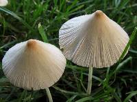 Conocybe apala image