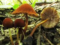 Marasmius cohaerens var. cohaerens image