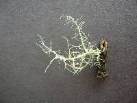 Usnea australis image