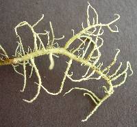Usnea australis image