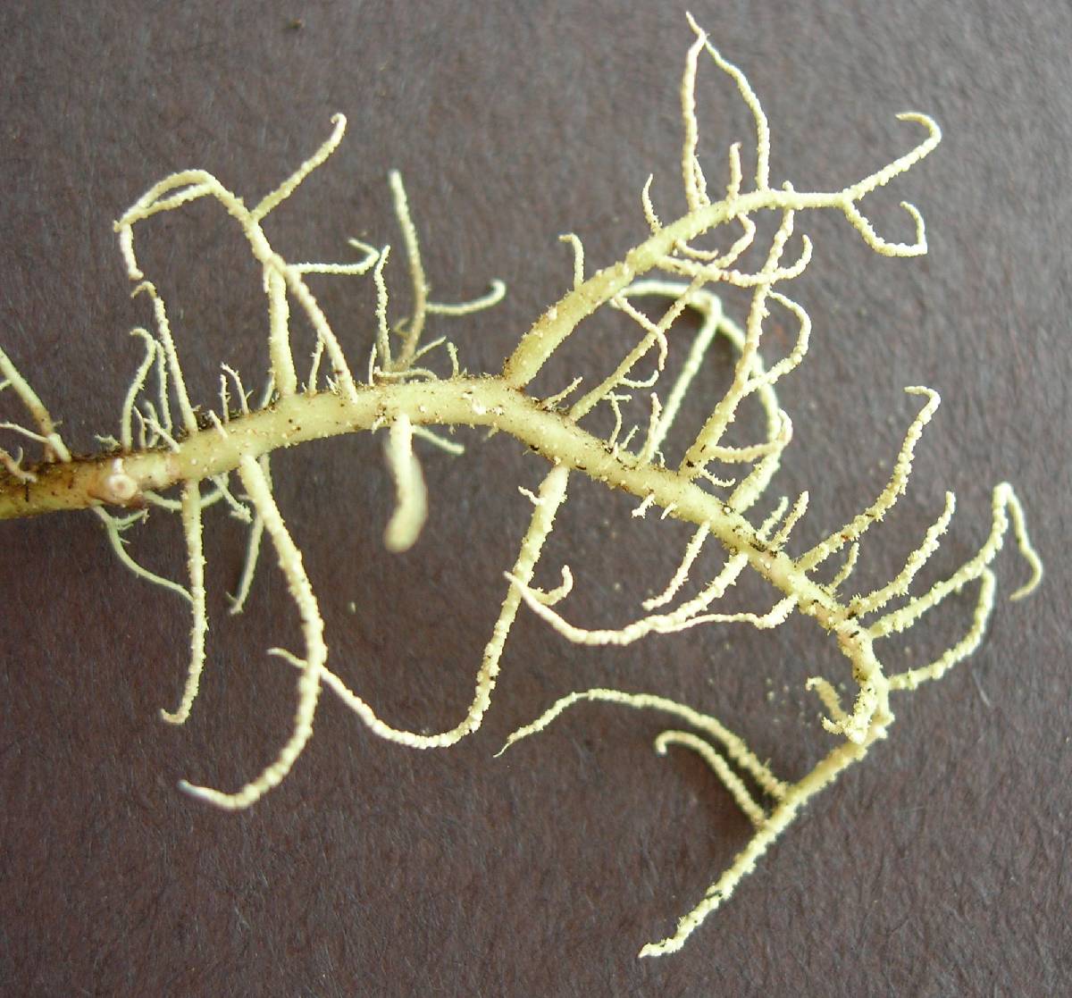 Usnea australis image