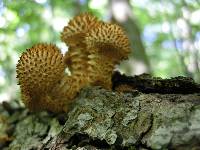 Pholiota squarrosoides image