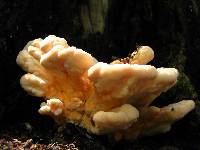 Laetiporus cincinnatus image