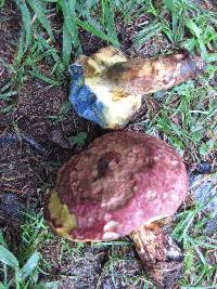 Boletus roseopurpureus image