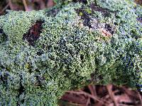 Physcia millegrana image