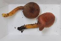 Hygrocybe laeta var. laeta image