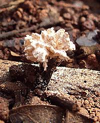 Xylaria cubensis image