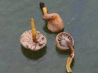 Hygrocybe laeta var. laeta image