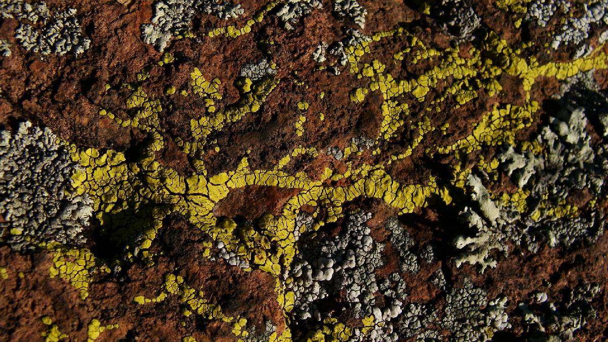 Acarospora tuckerae image