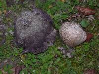 Calvatia cyathiformis image