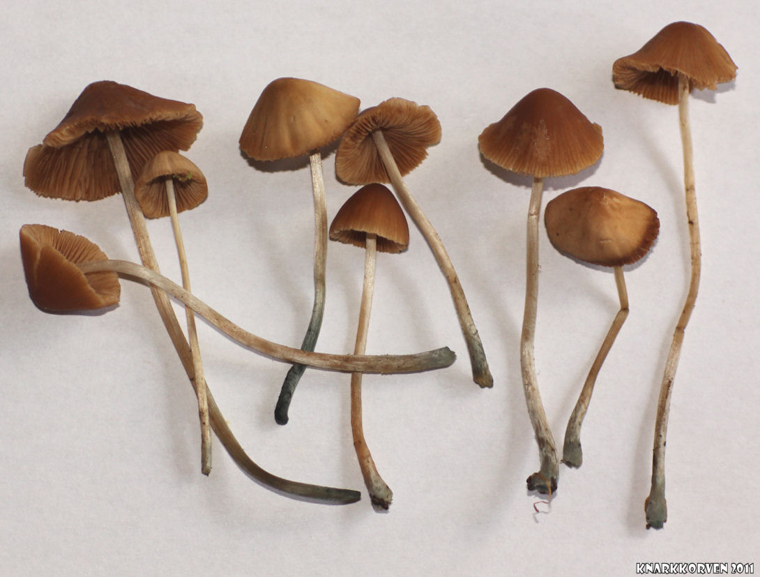 Pholiotina smithii image