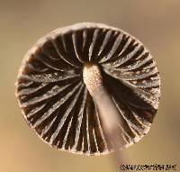 Panaeolus alcis image