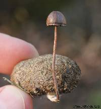 Panaeolus alcis image