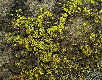 Candelariella rosulans image