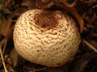 Agaricus placomyces image