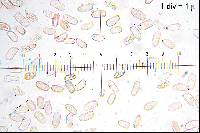 Stereum rugosum image