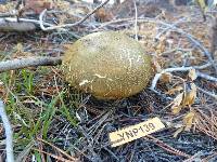 Boletus fibrillosus image