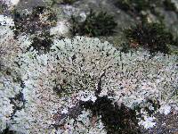 Phaeophyscia rubropulchra image