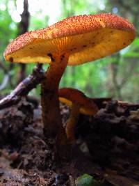 Tricholomopsis rutilans image