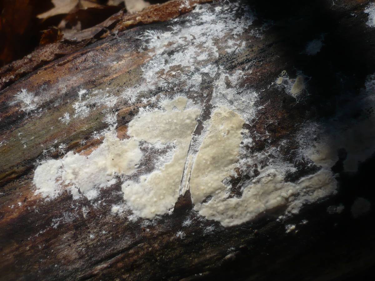 Radulomyces confluens image