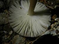 Amanita sect. Vaginatae image