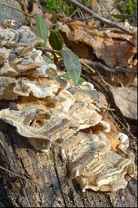 Trametes ochracea image