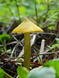 Hygrocybe cinereifolia image