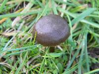 Entoloma sericeum image