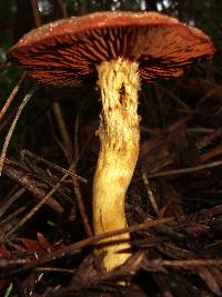 Cortinarius smithii image