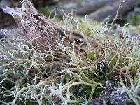 Cladonia rangiformis image