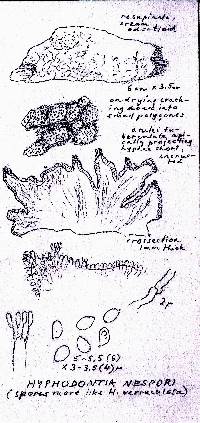 Hyphodontia nespori image