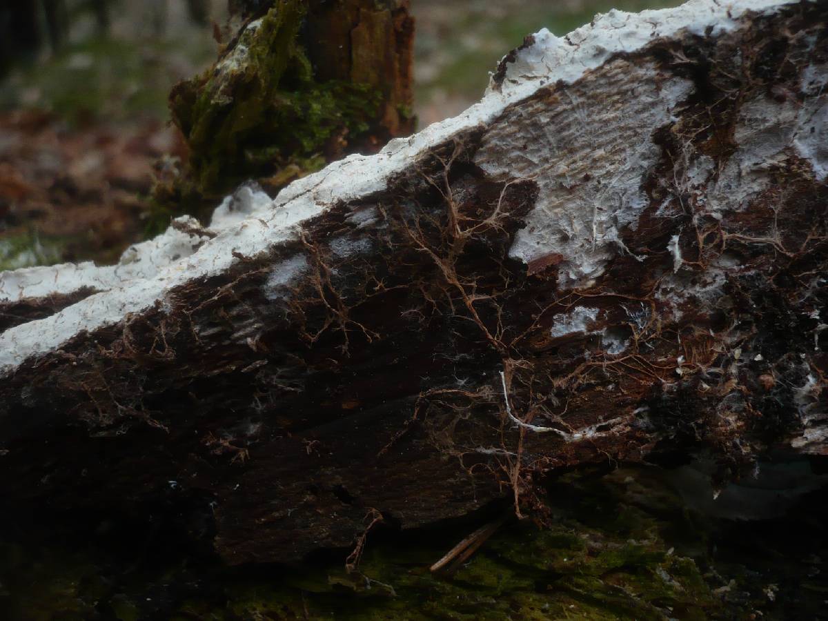 Leptosporomyces roseus image